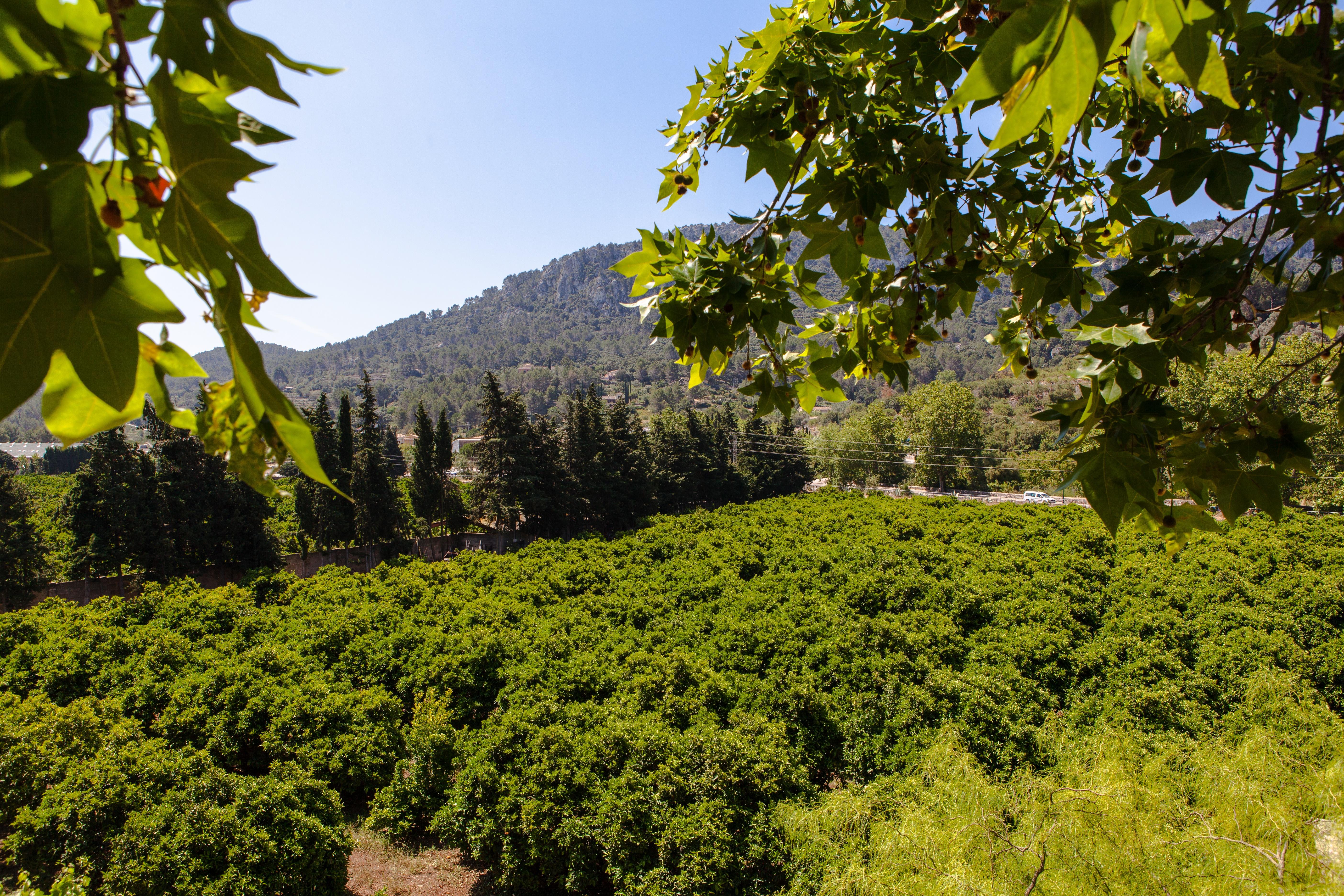 Agroturismo Son Galceran (Adults Only) Esporles Ngoại thất bức ảnh